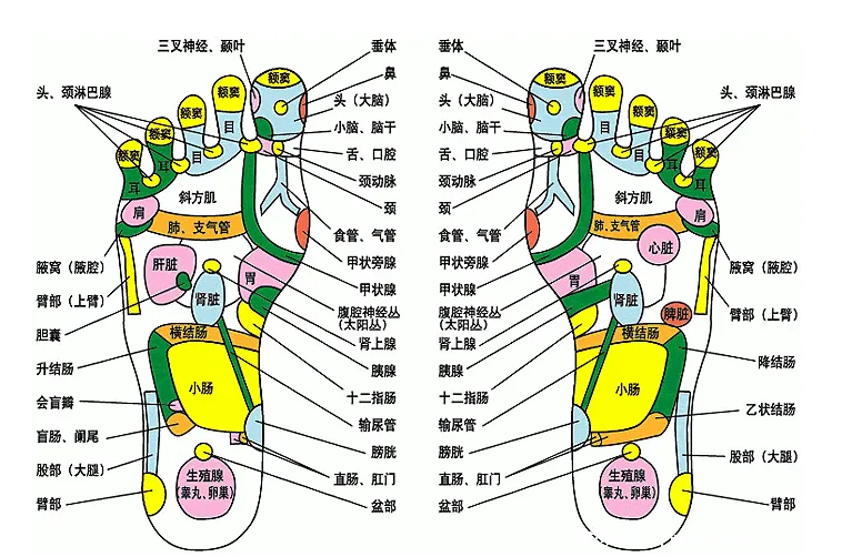 脚底板各部位名称图