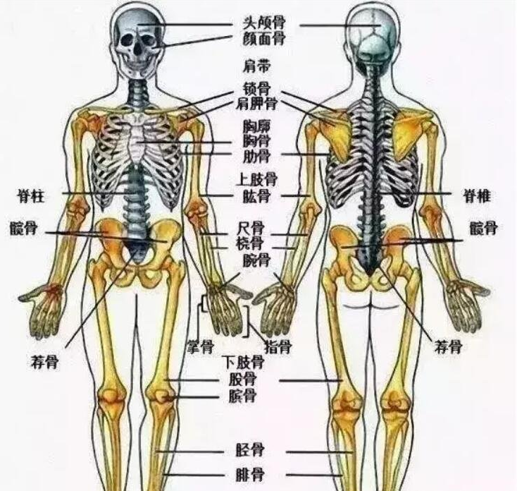 人体骨骼结构图及名称