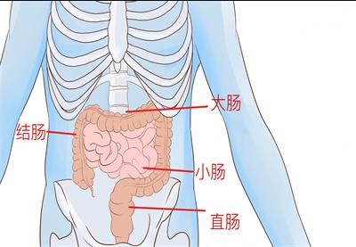 板肠是什么部位