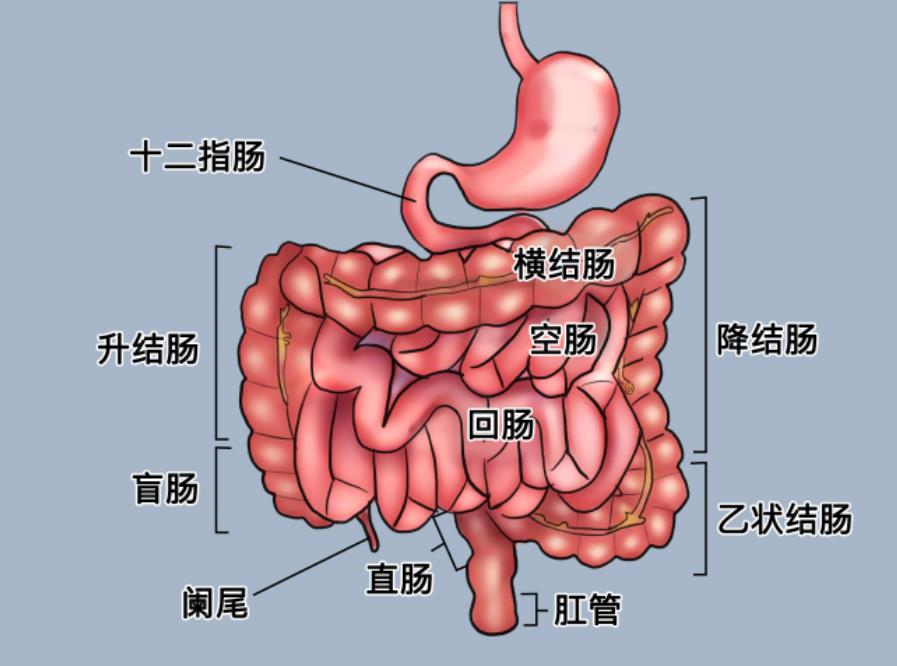 肠结构图