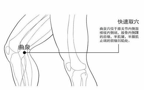 曲泉的快速找法，曲泉的准确位置图和作用