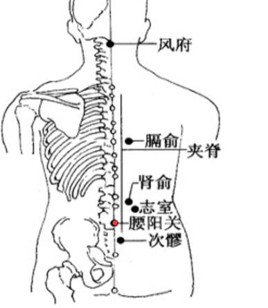 腰阳关简单找法，腰阳关的准确位置图和作用