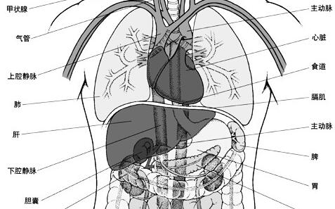 五脏六腑指的是什么，五脏六腑的意思