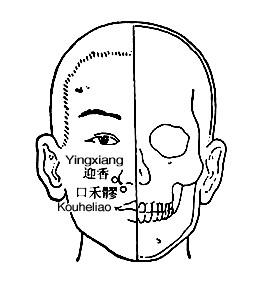 迎香穴位位置图与作用