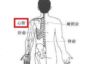 心俞的定位，心俞的准确位置图和作用