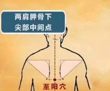 至阳穴定位在哪？至阳的准确位置图和作用