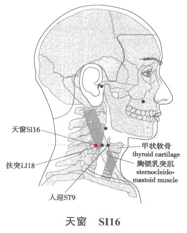 天窗穴怎么找，天窗的准确位置图和作用