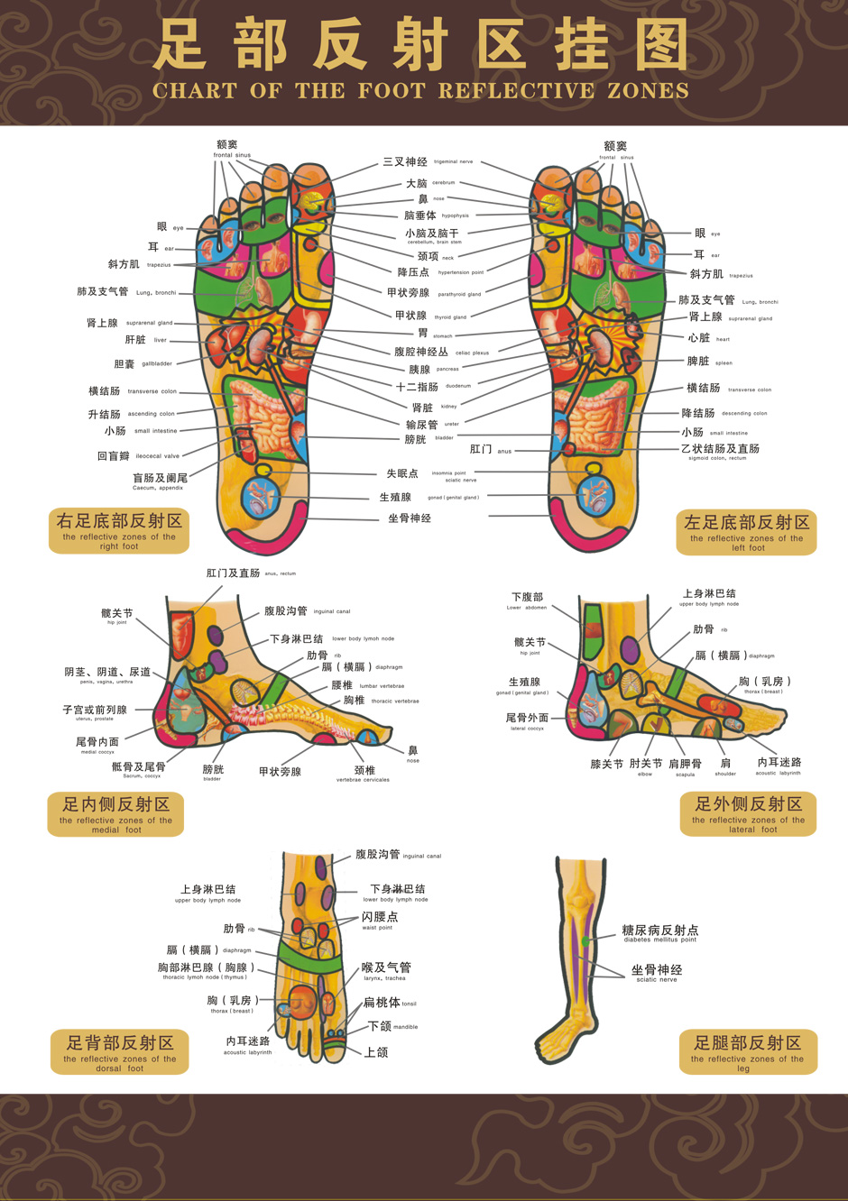 足底反射区功能与作用，足底反射区高清图