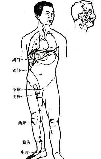 肝经的准确位置图和作用，足厥阴肝经循行路线