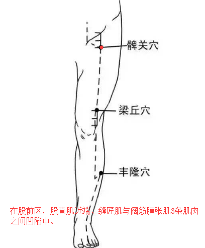 髀关简单找法，髀关的准确位置图和作用