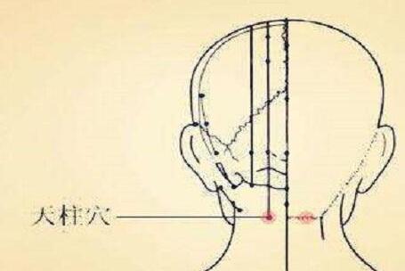 天柱和风池怎么区分，风池和天柱的位置图