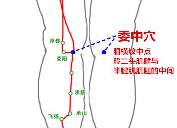 委中穴的作用，委中穴的准确位置图