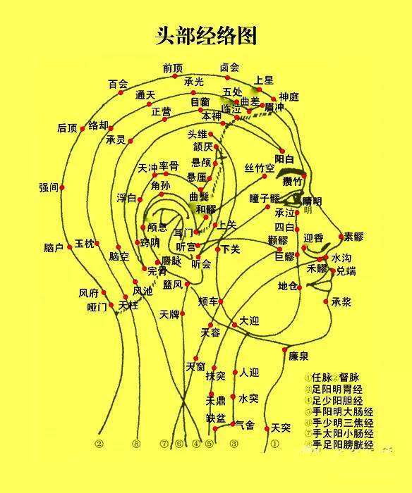 头部经络图，头部九条经络图解大图