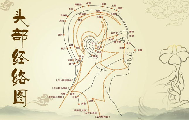 头部经络图，头部九条经络图解大图