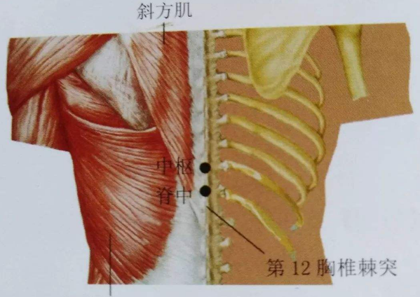 脊中穴的作用与功效，脊中的准确位置图