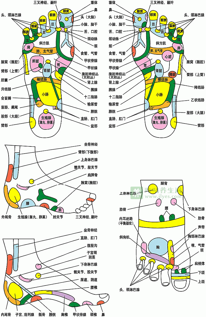 足部反射区图及详细图解
