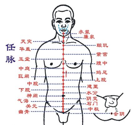 任脉是什么意思，任脉的准确位置图和作用