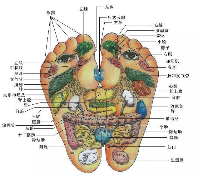 脚底穴位图高清图片，足疗口诀可以收藏一下！