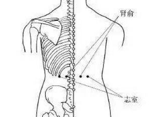 志室穴的作用，志室的准确位置图片