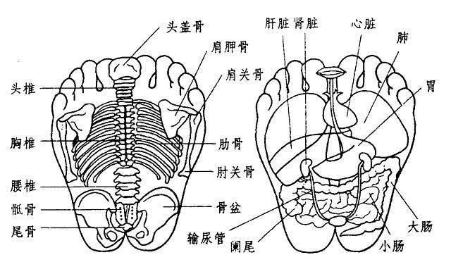 足部反射区图及详细图解