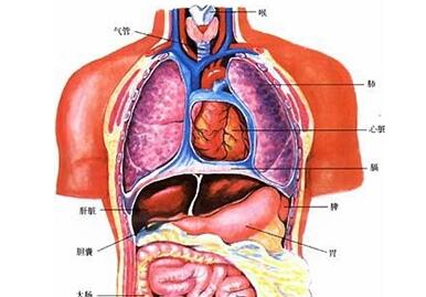五脏指的是什么，五脏六腑对应的五行