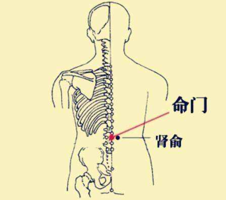 命门的功效和好处，命门的准确位置图