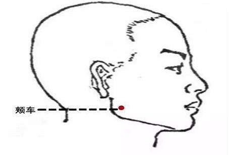 颊车的准确位置怎么找，颊车的准确位置图和作用