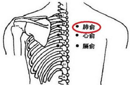 找肺俞最笨方法，肺俞的准确位置图和作用