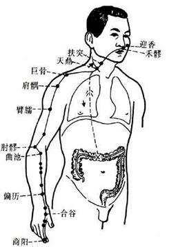 大肠经的准确位置图和作用，手阳明大肠经脉循行