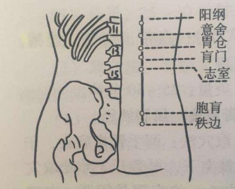 胞肓怎么读？胞肓的准确位置图和作用