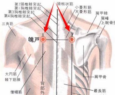 魄户穴的作用与功效，魄户的准确位置图片