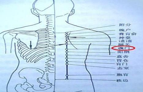 魂门疼痛是什么原因？魂门的准确位置图和作用