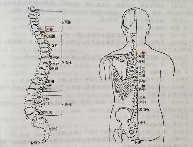 膀胱经在哪个位置，膀胱经的准确位置图