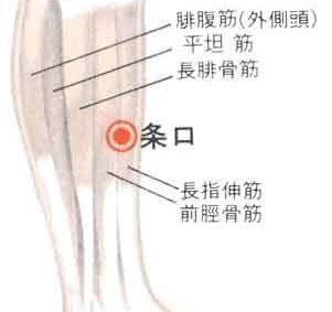 条口穴的最笨找法，条口的准确位置图和作用